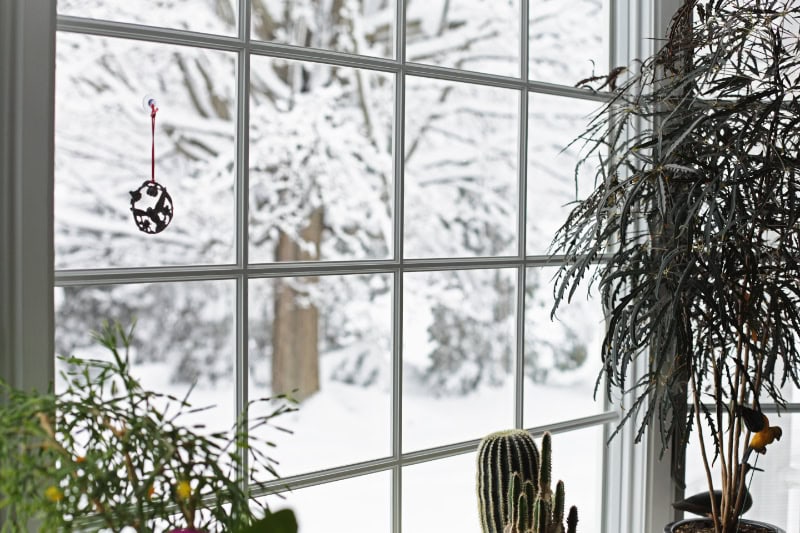 A winter blizzard rages outside the back yard bay window where this small, serene potted plant garden grows and blooms oblivious to the season.